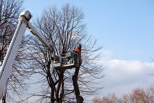 How Our Tree Care Process Works  in  Sandia Knolls, NM