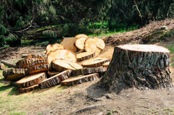 Reliable Sandia Knolls, NM Tree Removal Services Solutions